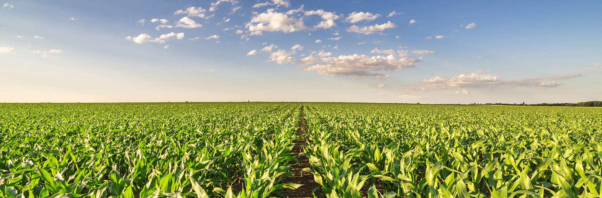 从2019年开始，Farmstar将提供牧草栽培和谷物玉米作物管理方面的建议。